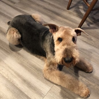 Drumhill’s Wildomar Pet Grooming - Clapton the Airedale Terrier - Pet Groomers Near Me - Wildomar, California Drumhill’s Wildomar Pet Grooming - Clapton the Airedale Terrier - Pet Groomers Near Me - Wildomar, California