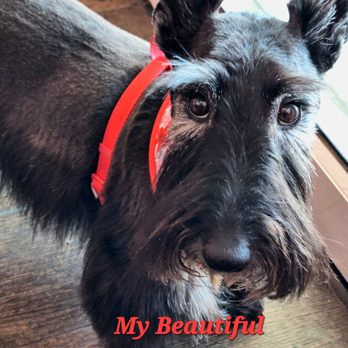 Pretty Paws Grooming - Pet Groomers Near Me - Reno, Nevada Pretty Paws Grooming - Pet Groomers Near Me - Reno, Nevada