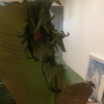 Natty Garden - Nurseries & Gardening Near Me - Brooklyn, New York