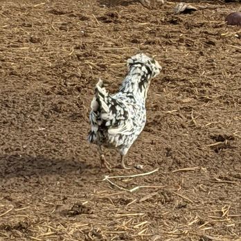 The Nest Box - a black and white chicken in a pen - Farmers Market Near Me - San Martin, California The Nest Box - a black and white chicken in a pen - Farmers Market Near Me - San Martin, California