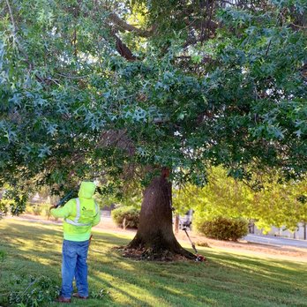 Green Walnut Landscaping and Maintenance - Removind dead lower branches - Landscaping Near Me Green Walnut Landscaping and Maintenance - Removind dead lower branches - Landscaping Near Me