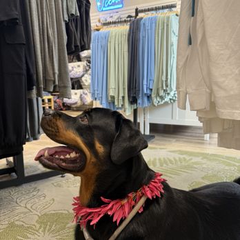 Kai Aloha Supply - Molly liked the vibes here!  Lots of dog-friendly staff - Men's Clothing Near Me - Honolulu, Hawaii