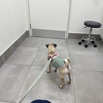Brighter Veterinary Center - Veterinarians Near Me - Northridge, California Brighter Veterinary Center - Veterinarians Near Me - Northridge, California