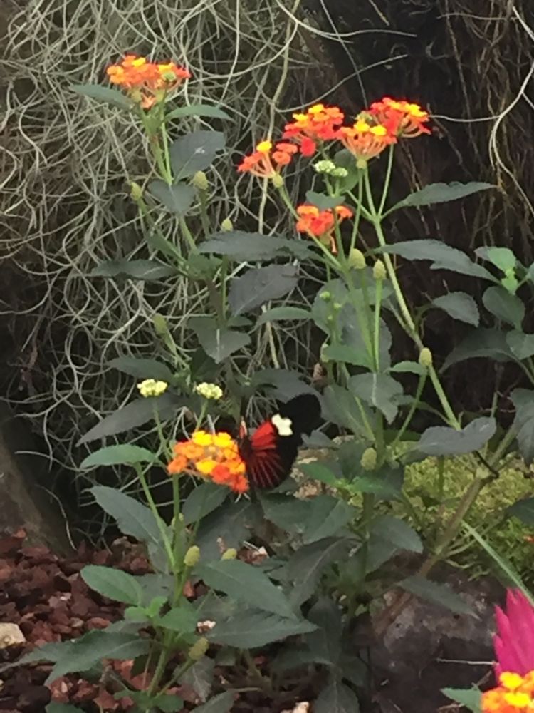 Cedar Rock Gardens - beekeeping in Gloucester, MA