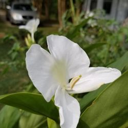 Garden Greenhouses - Ginger Lily--the fragrance is incredible! It bloomed from May till about 3 weeks ago.