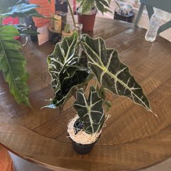 Alocasia Polly 'African mask'