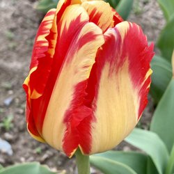 Golden Hour Tulip Farm - Tulip