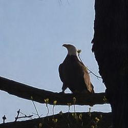 Hickory Hills Campground - This is an American Bald Eagle that was taken at the campground.