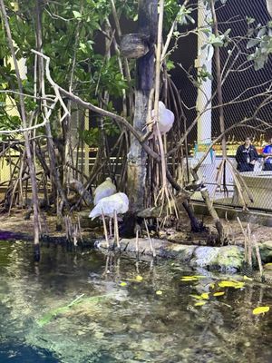 Patricia and Phillip Frost Art Museum by null