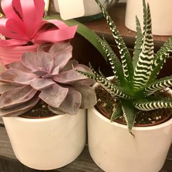 Succulents