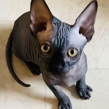 Soul Valley Cattery - Pet Breeders Near Me Soul Valley Cattery - Pet Breeders Near Me