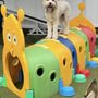 Photo of Hot Dog On a Leash