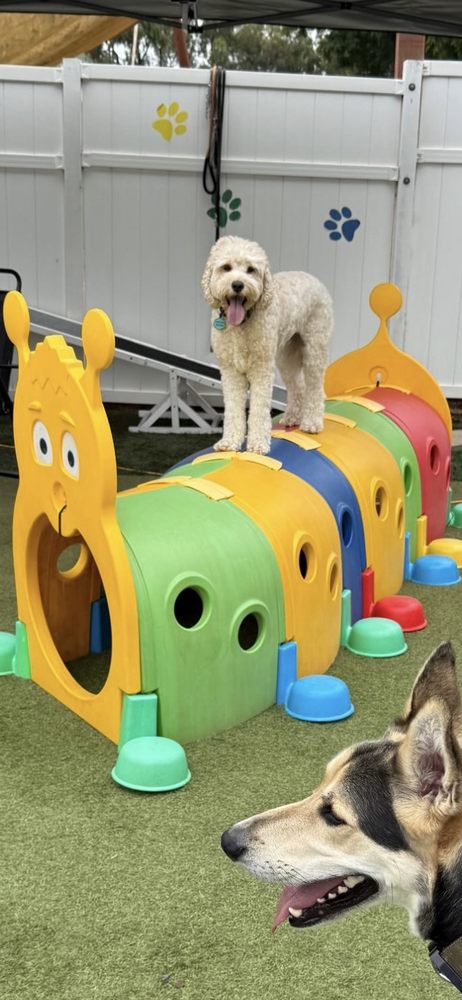 Hot Dog On a Leash - pet boarding facility in Carlsbad, CA