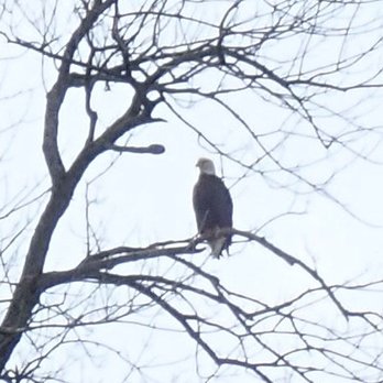 Stetson's On the White - Eagle nest just upriver from the lodge. - Resorts Near Me - Flippin, Arkansas Stetson's On the White - Eagle nest just upriver from the lodge. - Resorts Near Me - Flippin, Arkansas