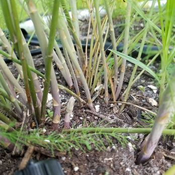 Conserva Irrigation - Fort Lauderdale - Drip irrigation will help our asparagus flourish - Irrigation Near Me - Sunrise, Florida Conserva Irrigation - Fort Lauderdale - Drip irrigation will help our asparagus flourish - Irrigation Near Me - Sunrise, Florida