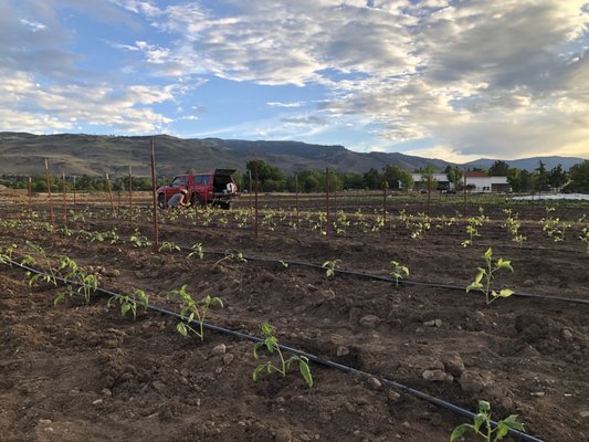 Reno Food Systems by null