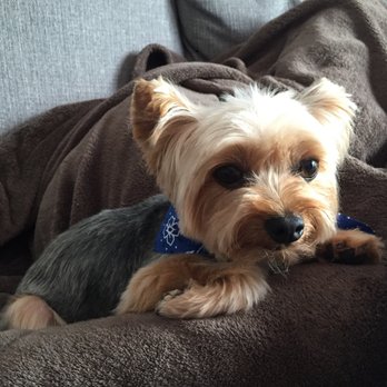Bubbles Pet Spa - Pet Groomers Near Me - Encino, California