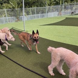 Odin playing