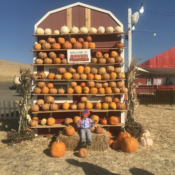 Moore Pumpkin Patch - Pumpkin Patches Near Me - Livermore, California Moore Pumpkin Patch - Pumpkin Patches Near Me - Livermore, California