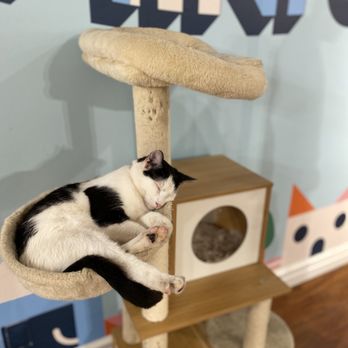 Mini Cat Town - Pet Adoption Near Me - Palo Alto, California