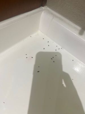 The Lanesborough by null