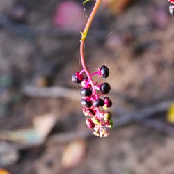Bombay Hook National Wildlife Refuge - Don't eat
