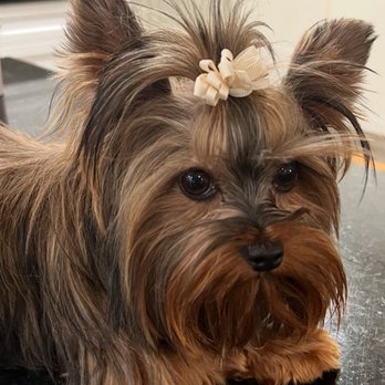 Yorkie Hugs - Pet Adoption Near Me Yorkie Hugs - Pet Adoption Near Me