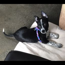 Our new puppy