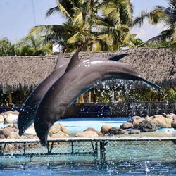 Dolphin Discovery Vallarta
