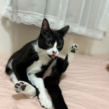 AMA Animal Rescue - Alfalfa, my first ever fostering baby. - Community Service/Non-Profit Near Me - Brooklyn, New York AMA Animal Rescue - Alfalfa, my first ever fostering baby. - Community Service/Non-Profit Near Me - Brooklyn, New York