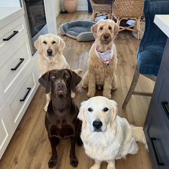 Walk N Roll - Pet Sitting Near Me Walk N Roll - Pet Sitting Near Me
