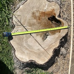 Robert Tompkins Tree Service - Stump