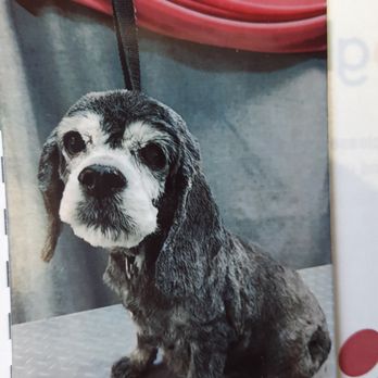 Absolute Pawfection - BRILEY'S been pamperd at Absolute pawfection. - Pet Groomers Near Me - Tullahoma, Tennessee