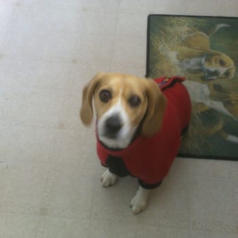Houseguard Housesitters - I'm ready. - Pet Sitting Near Me Houseguard Housesitters - I'm ready. - Pet Sitting Near Me