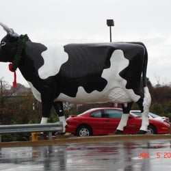 Cow.