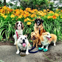 Metro Dogs