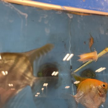 PetSmart - Pet Training Near Me - Saint Louis, Missouri