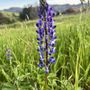 Photo of Chumash Trail
