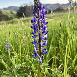 Chumash Trail