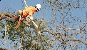 North Hills Tree Service - tree service in Gibsonia, PA