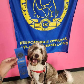 Arfordable Dog Training - Pet Training Near Me - Converse, Texas Arfordable Dog Training - Pet Training Near Me - Converse, Texas