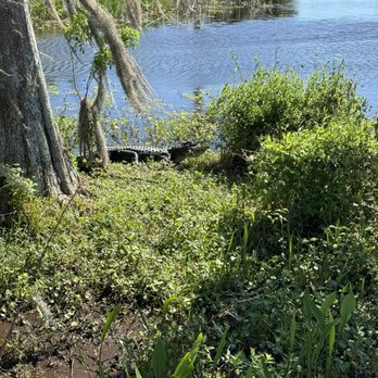 Orlando Wetlands - Parks Near Me - Christmas, Florida