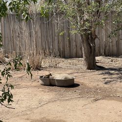 Alameda Park Zoo