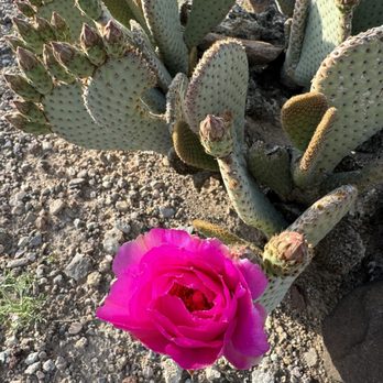 Wetlands Trail - Cactus blooms - Hiking Near Me - Boulder City, Nevada Wetlands Trail - Cactus blooms - Hiking Near Me - Boulder City, Nevada