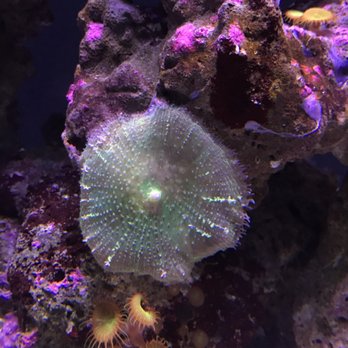 Seattle Aquarium - Aquariums Near Me - Seattle, Washington Seattle Aquarium - Aquariums Near Me - Seattle, Washington