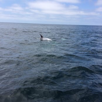 LA Sailing - Dolphins keeping us company on our sail. - Boat Charters Near Me