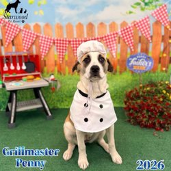 Starwood Pet Resort