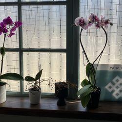 Echo Park Acupuncture