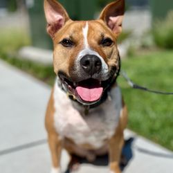 Bark Busters Home Dog Training Northern New Jersey - #BarkBustersNortherNewJersey met #staffordshireterrier mix Milo in #Hackensack this week for #dogtraining #northernnewjersey #northjersey