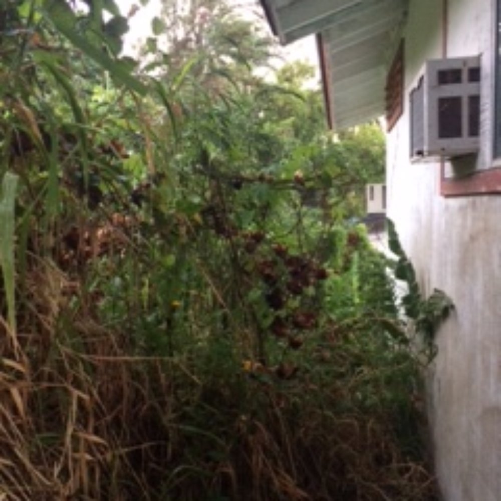 Radford Yard Service - Before - Landscaping Near Me - Honolulu, Hawaii Radford Yard Service - Before - Landscaping Near Me - Honolulu, Hawaii
